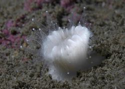 White cup coral.
Isle of Lewis, Hebrides.
D200, 60mm. by Mark Thomas 